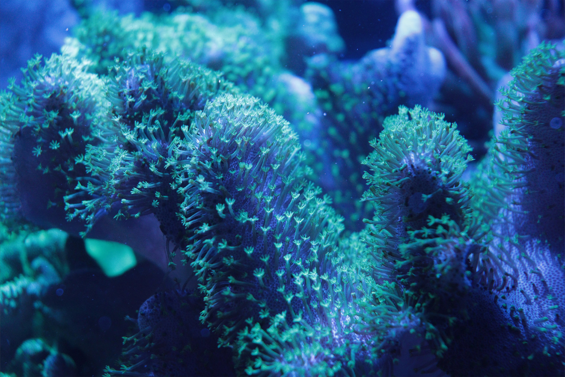 Close-up of green pulsing leather coral polyps under actinic lighting