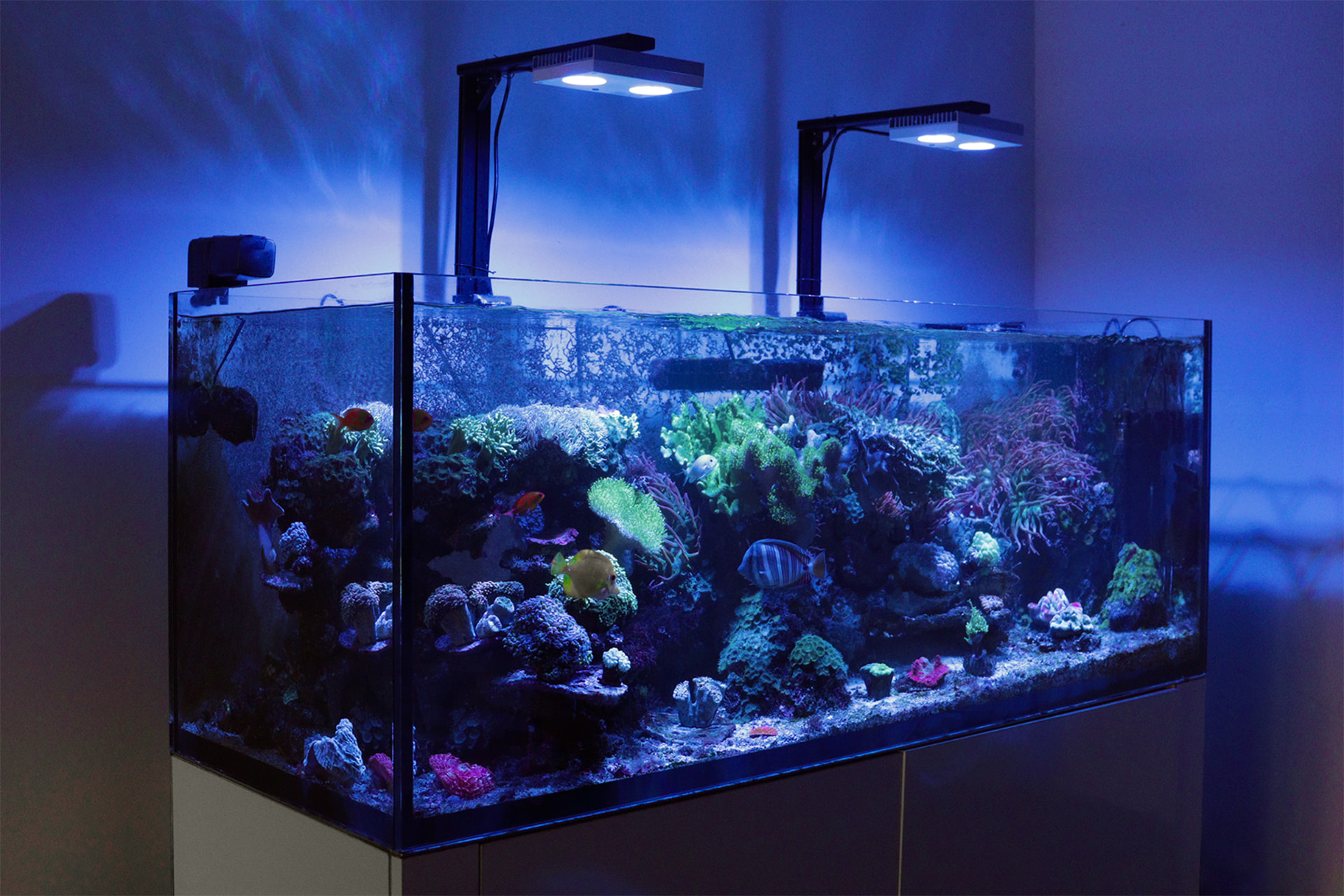 Rimless reef aquarium with mixed corals and tangs under two LED fixtures