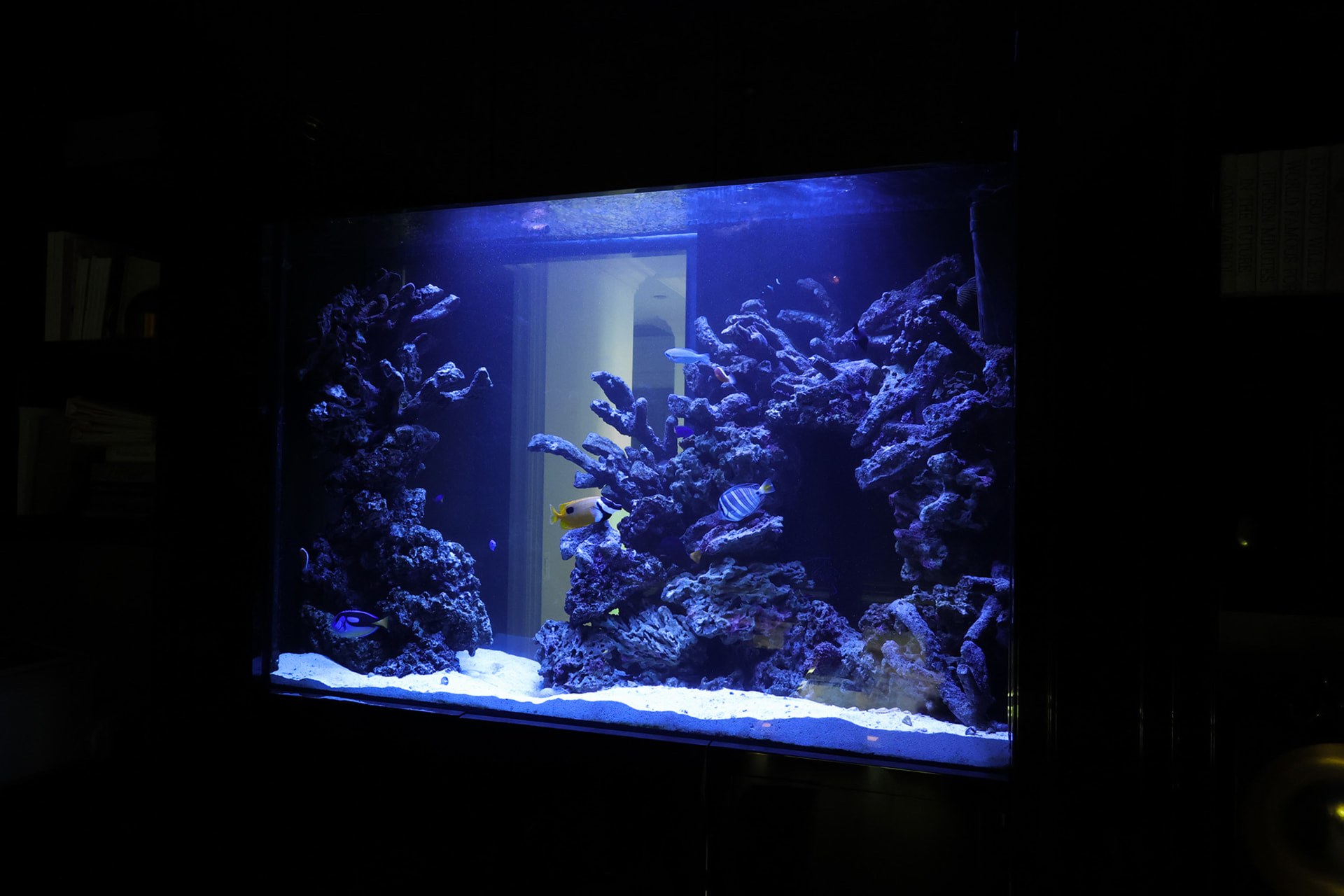 Blue-lit reef aquarium with live rock aquascape and tangs in a darkened room