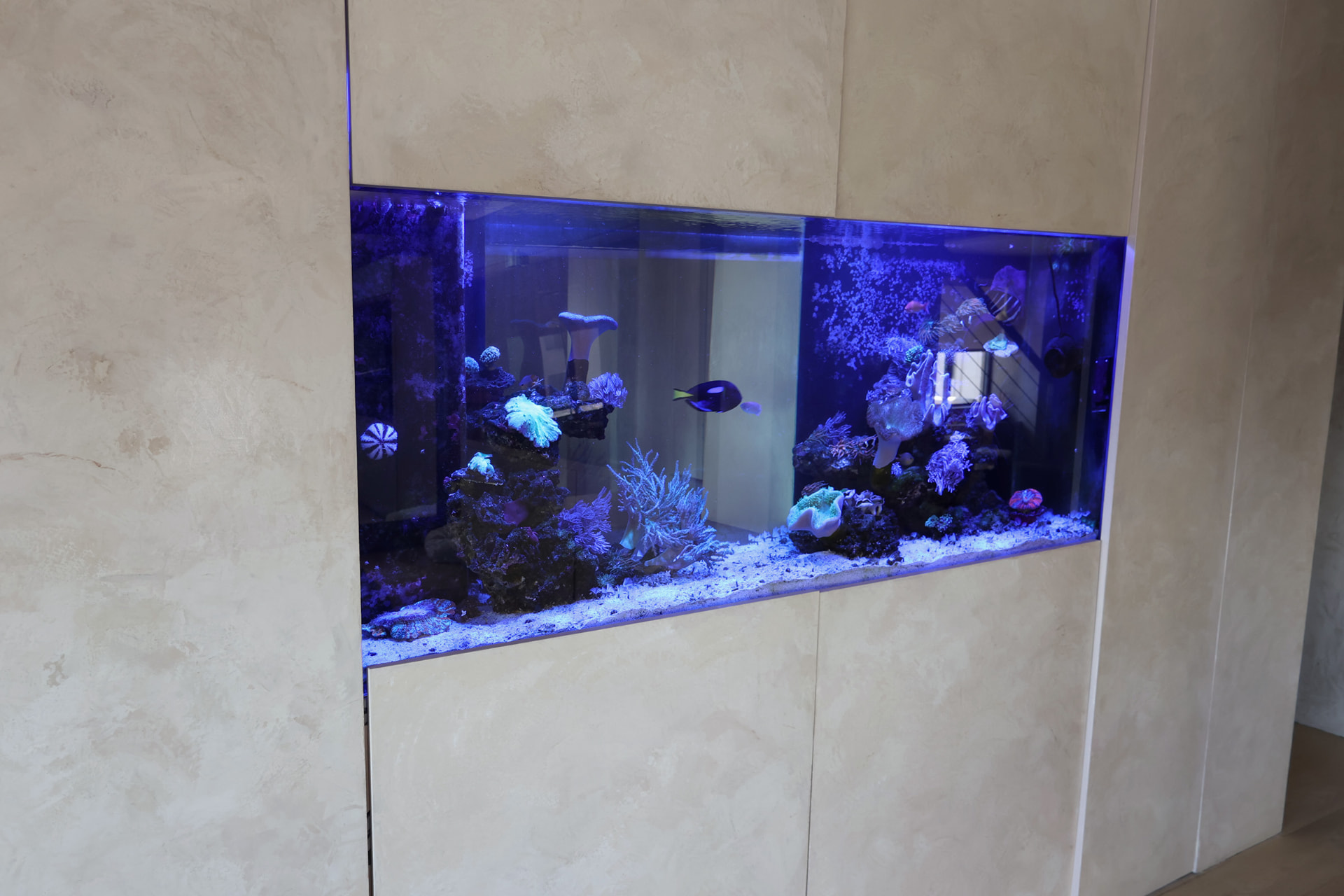 In-wall reef aquarium glowing blue with a blue tang, corals, and a sea urchin