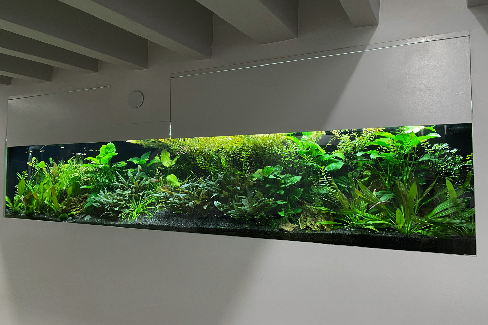 Long in-wall planted freshwater aquarium filled with lush green aquatic plants