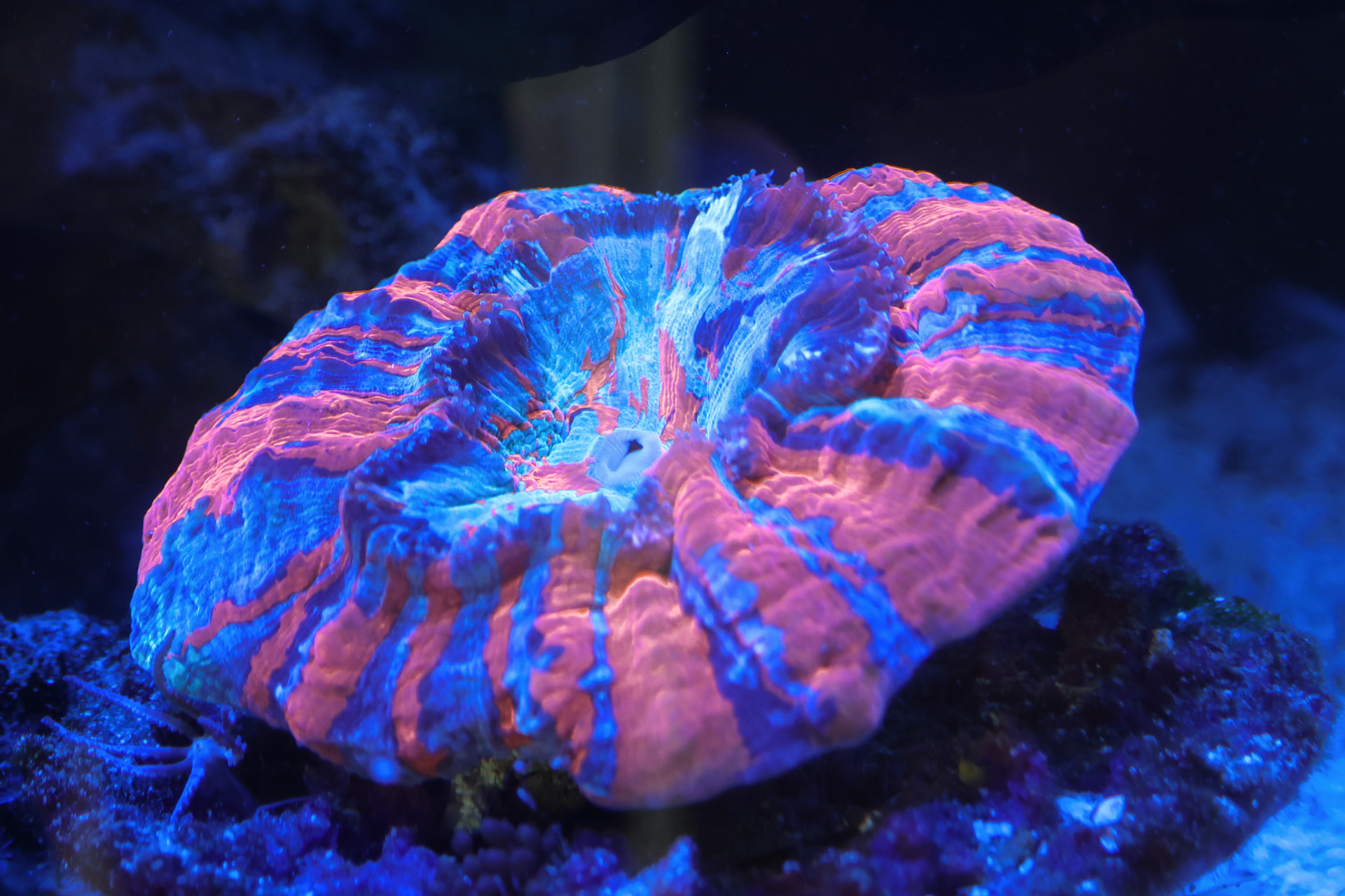 Macro close-up of a vibrant neon pink and cerulean blue Scolymia coral fluorescing under actinic lighting
