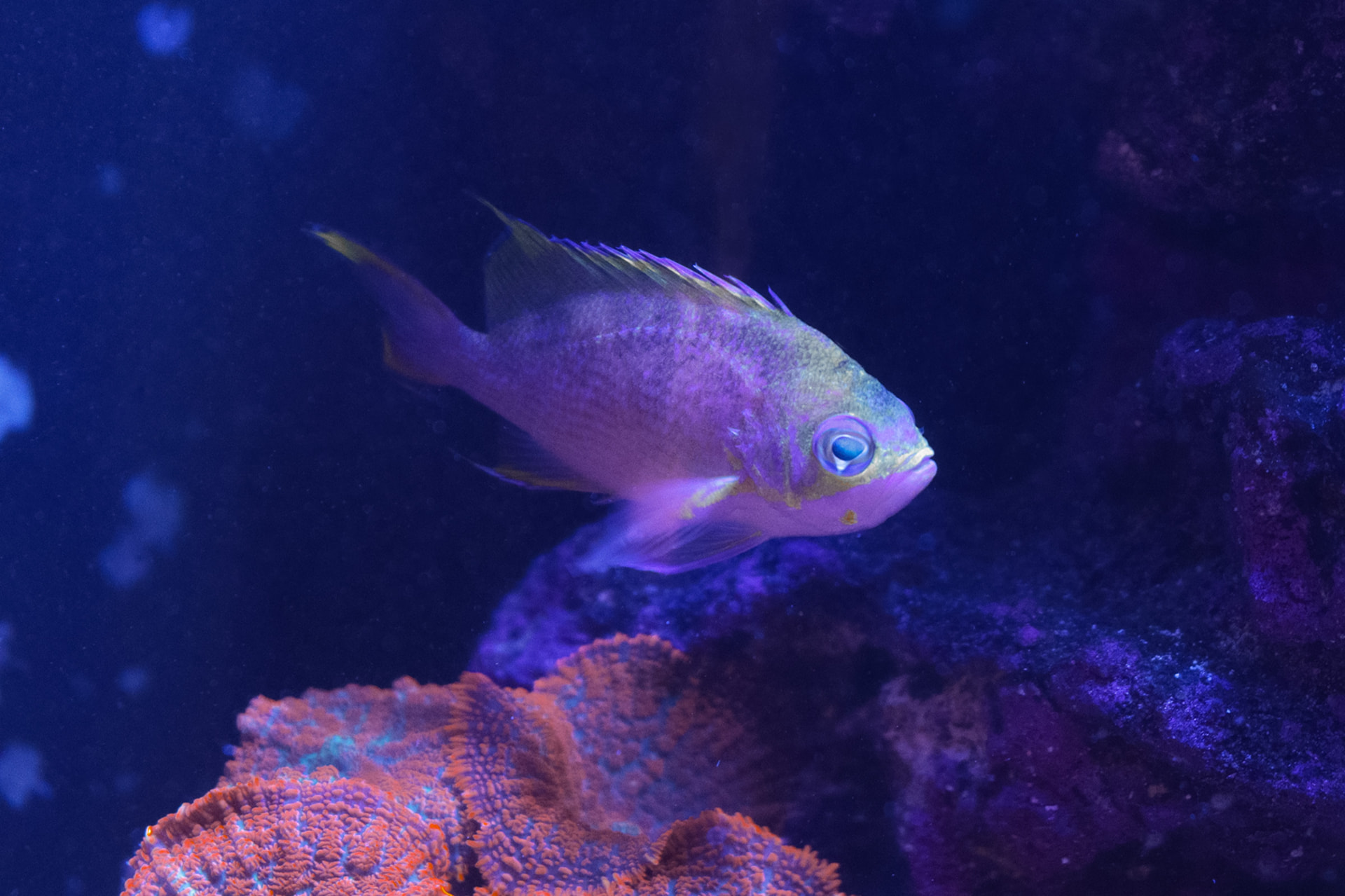 Anthias swimming above orange coral under actinic reef lighting