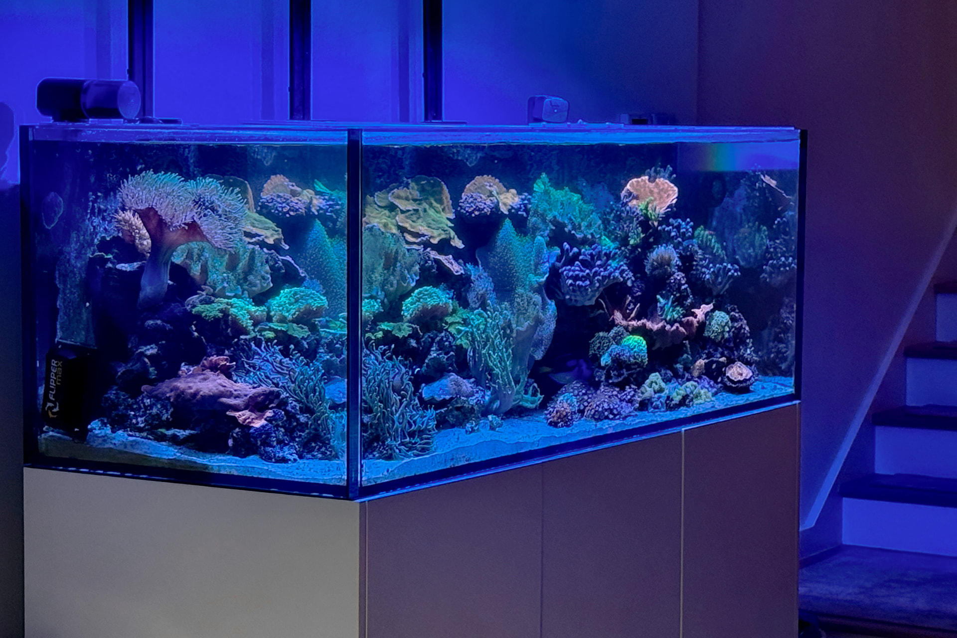 Blue-lit rimless reef aquarium packed with soft and stony corals on a light cabinet